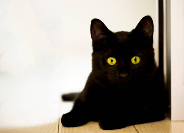 istock Pet animal; cute cat 1050193038