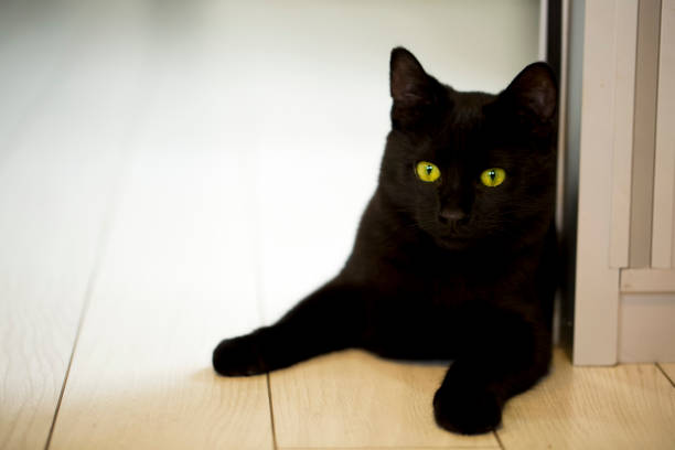 istock Pet animal; cute cat 1050193078