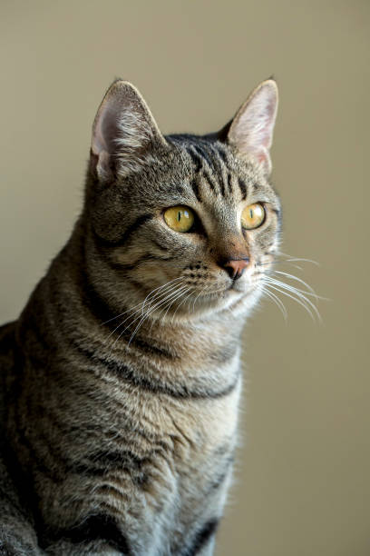 istock Pet animal; cute cat 1050193196