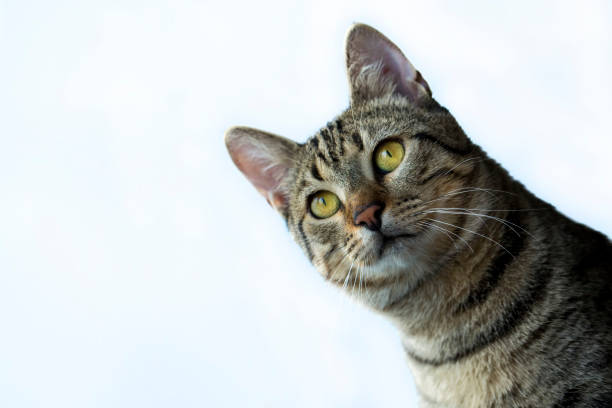 istock Pet animal; cute cat 1050193362