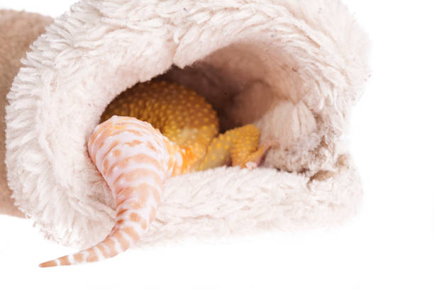 istock Leopard gecko tail in baby shoes on isolated white background 1050196180