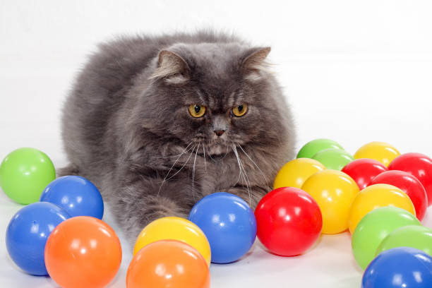 istock Pet animal; cute cat, grey persian cat 1050199160