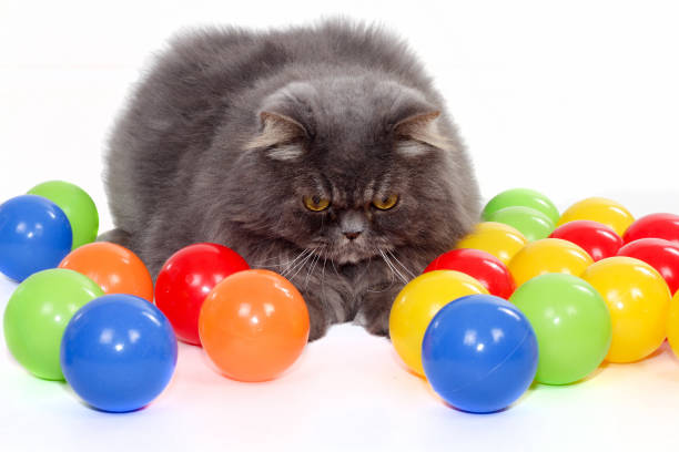 istock Pet animal; cute cat, grey persian cat 1050199284
