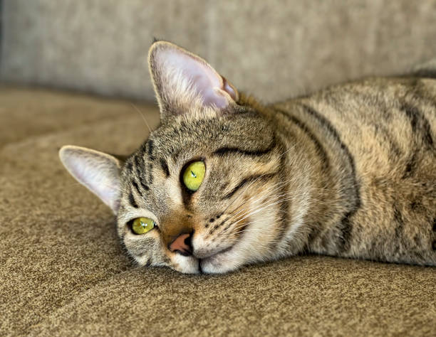 istock Pet animal; tabby cute cat 1050199300