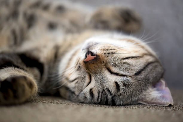istock Pet animal; tabby cute cat 1050199304