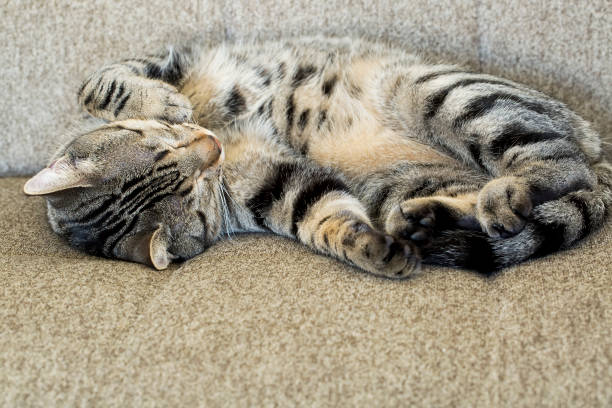 istock Pet animal; tabby cute cat 1050199352