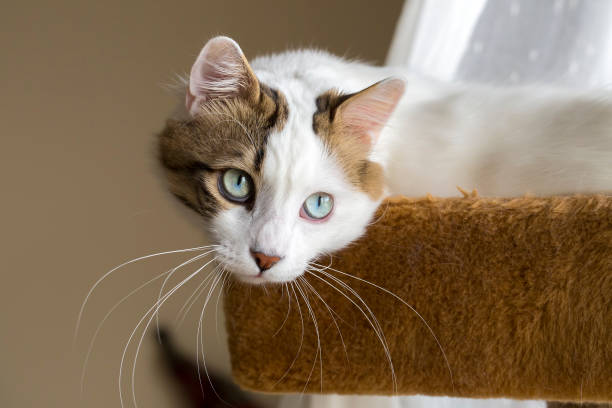 istock Pet animal; cute cat, blue eyed cat 1050199472