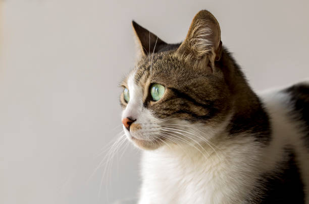 istock Pet animal; cute cat 1050199524