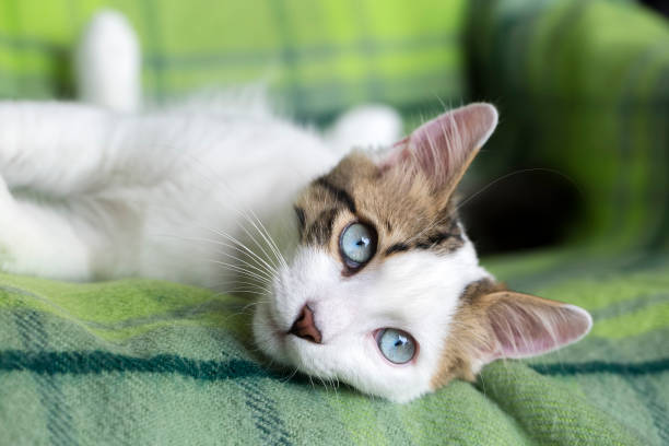 istock Pet animal; cute cat, blue eyed cat 1050199576