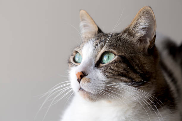 istock Pet animal; cute cat 1050199678