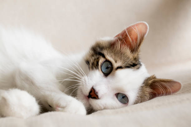istock Pet animal; cute cat, blue eyed cat 1050199732