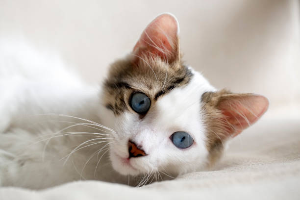 istock Pet animal; cute cat, blue eyed cat 1050199760