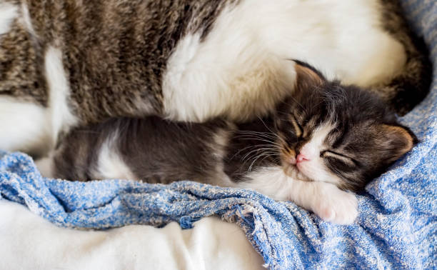 istock Pet animal; cute cat 1050199904