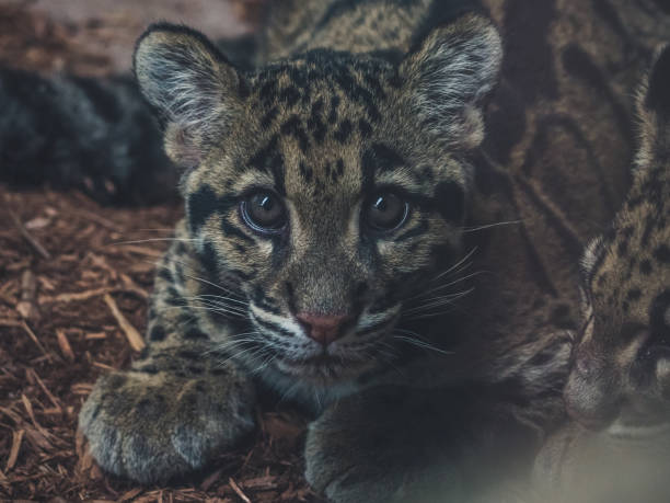 istock close up of young clouded leopard neofelis nebulosa looking into camera 1050205098