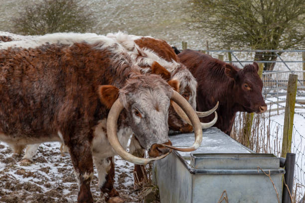 istock Cattle in the South Downs in Winter 1050205110