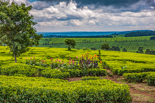 Escena de plantación amplia en finca de té en las colinas Nandi, tierras altas de Kenia occidental. Lirios de Canna y árboles creciendo entre arbustos de té. photo