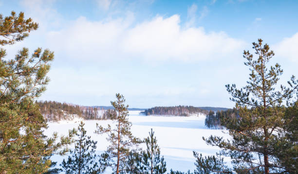 Pine trees on Saimaa lake coast Pine trees on Saimaa lake coast. Rural winter landscape, Finland saimaa stock pictures, royalty-free photos & images