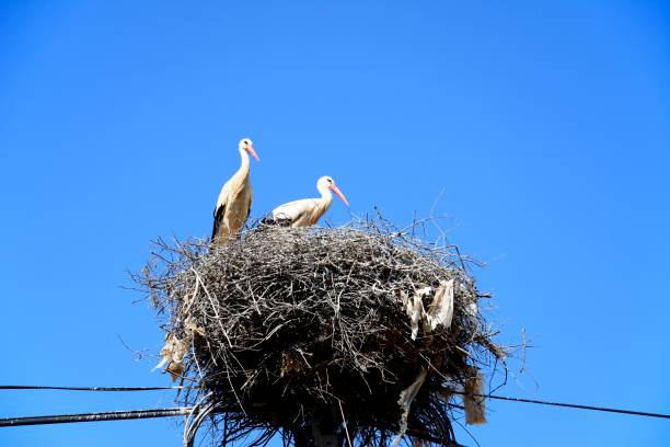 istock Adult storks in a next, Portugal. 1050212478