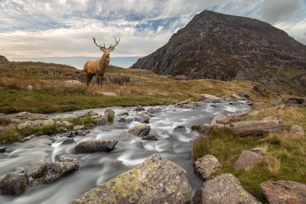 istock Dramatic landscape image of red deer stag by river flowing down mountainous landscape in Autumn 1050213236