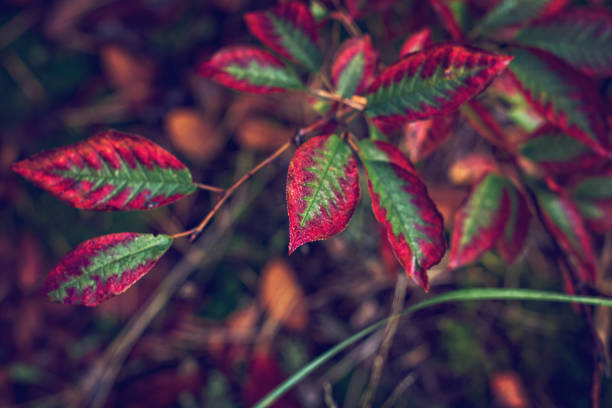 istock Autumn red leaves on a branch. 1050213288