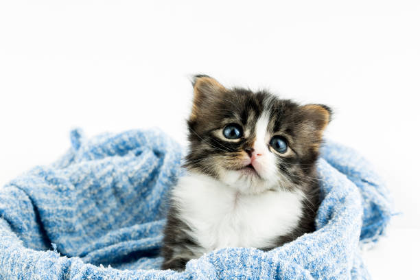 istock Pet animal; cute cat, baby cat 1050215626