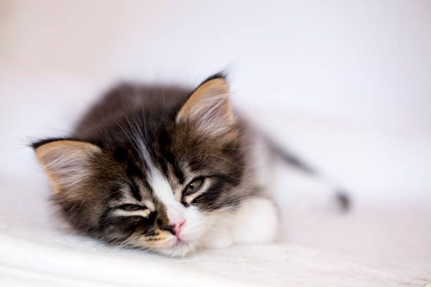 Pet animal; cute cat, baby cat
