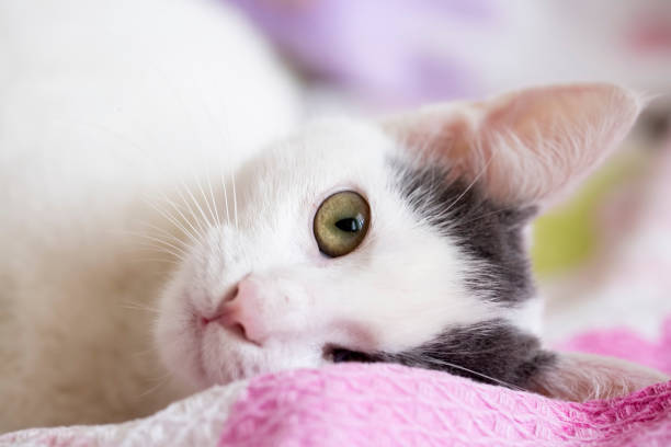 istock Pet animal; cute cat 1050215734