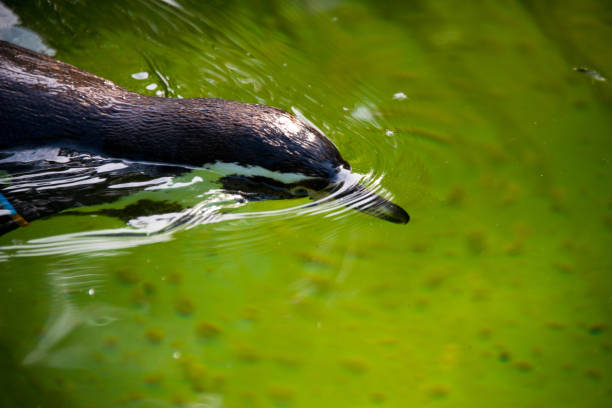 pinguino di sciacallo nuotante (spheniscus demersus) - jackass penguin penguin zoo swimming animal foto e immagini stock