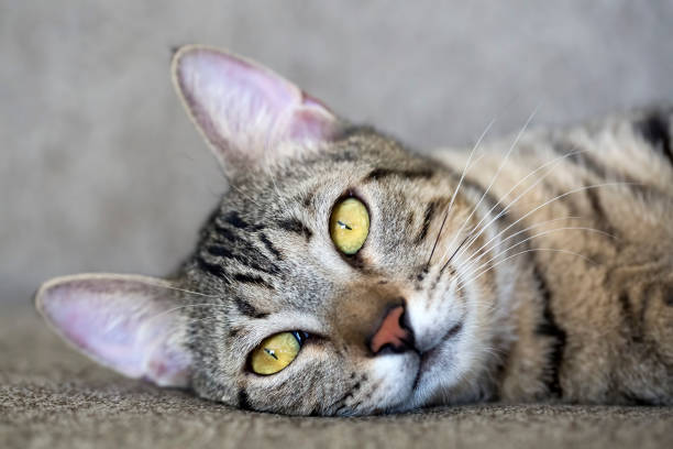 istock Pet animal; cute cat 1050216032