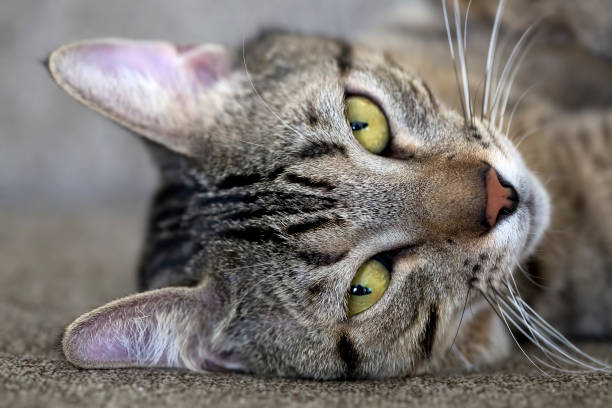 istock Pet animal; cute cat 1050216072