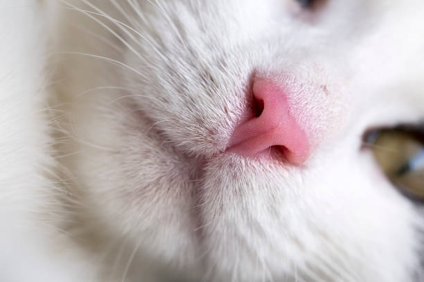 istock Pet animal; cute cat 1050216180