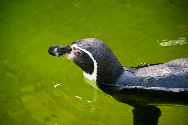 pinguino di sciacallo nuotante (spheniscus demersus) - jackass penguin penguin zoo swimming animal foto e immagini stock