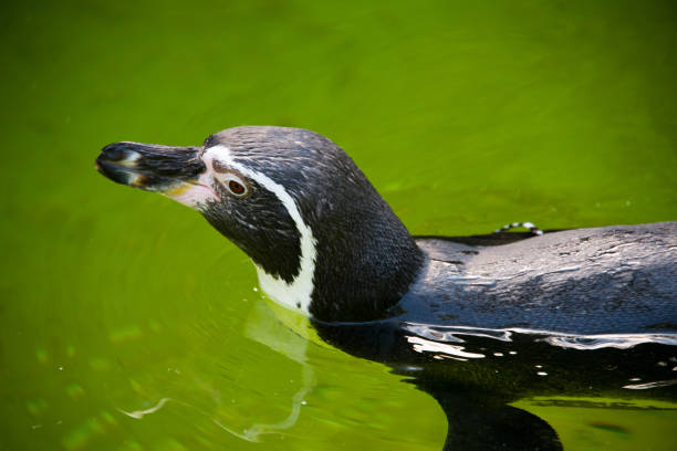 pinguino di sciacallo nuotante (spheniscus demersus) - jackass penguin penguin zoo swimming animal foto e immagini stock