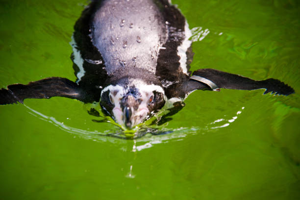 pinguino di sciacallo nuotante (spheniscus demersus) - jackass penguin penguin zoo swimming animal foto e immagini stock