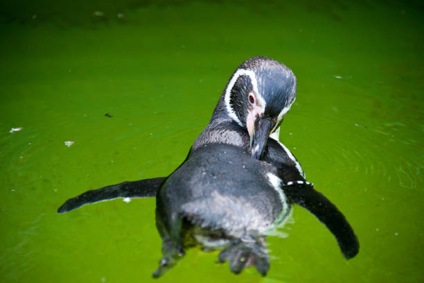 pinguino di sciacallo nuotante (spheniscus demersus) - jackass penguin penguin zoo swimming animal foto e immagini stock