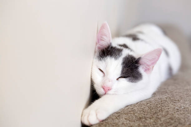 istock Pet animal; cute cat 1050222714