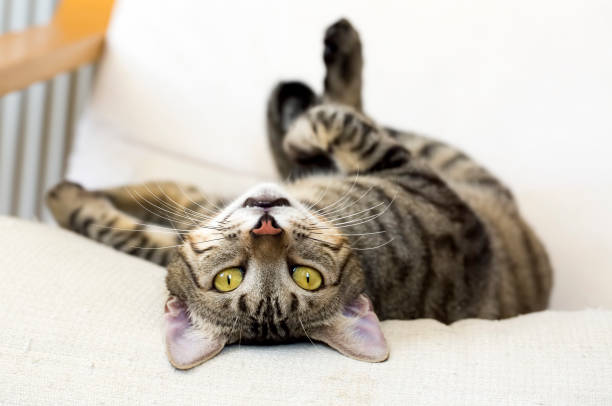 istock Pet animal; cute cat 1050222748