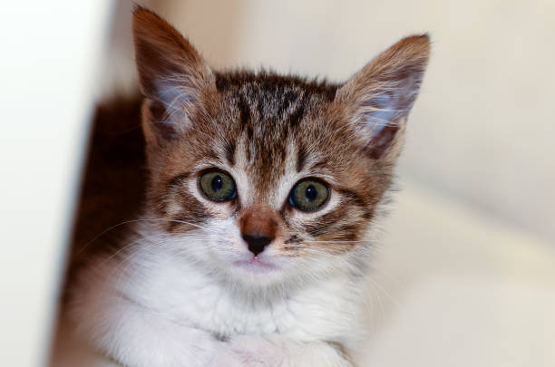 istock Pet animal; cute cat, kitten cat 1050222840
