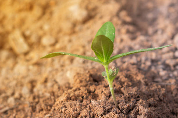 istock Growing plant on the soil with blurred background 1050223268