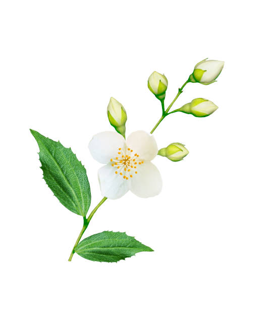 istock branch of jasmine flowers 1050226320