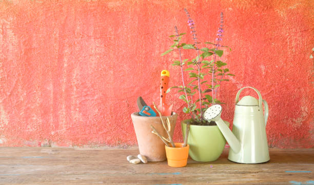 istock Gardening utensils, springtime gardening, blooming basil, flower pots, good copy space 1050228884
