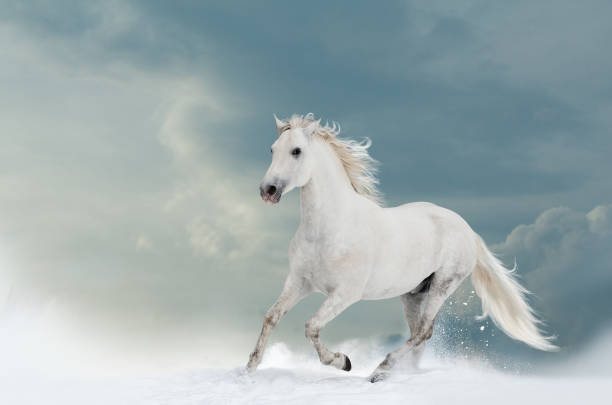 istock Beautiful white stallion in winter 1050229254