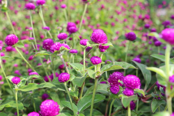 istock Purple globe amaranth flowers 1050229634