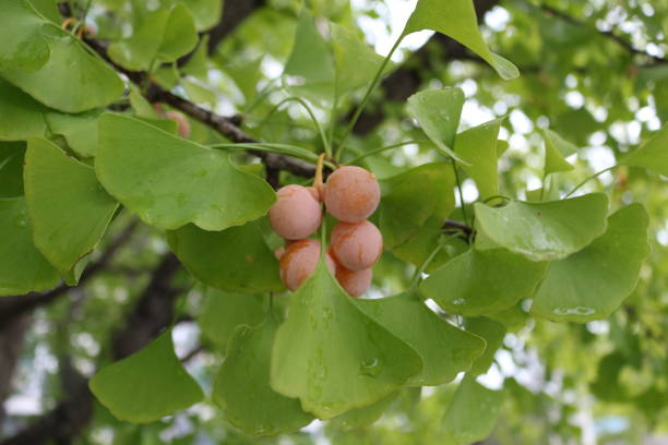 les fruits d’un arbre de ginkgo - ginkgo tree photos et images de collection