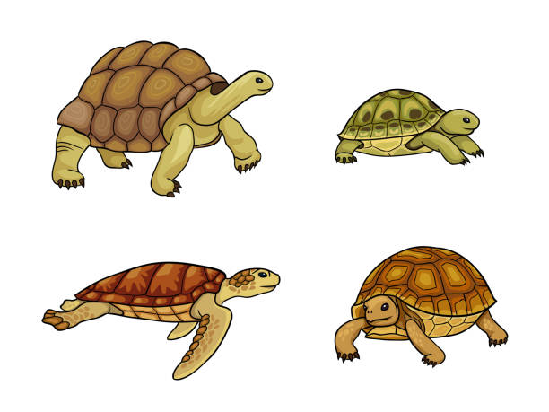 illustrazioni stock, clip art, cartoni animati e icone di tendenza di tartaruga e tartaruga - illustrazione vettoriale - turtle