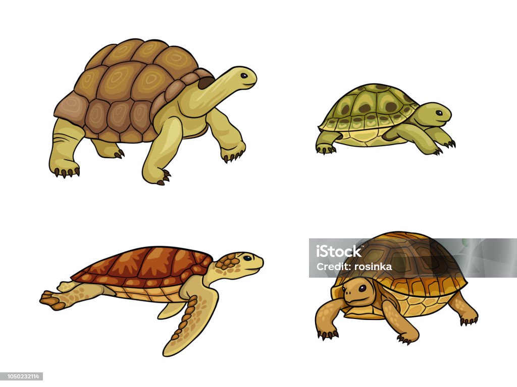 Tortoise and turtle - vector illustration Set of tortoise and turtle - vector illustration. EPS8 Turtle stock vector