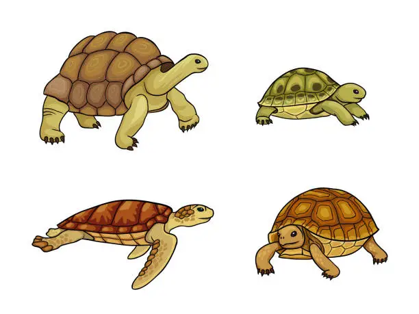 Vector illustration of Tortoise and turtle - vector illustration