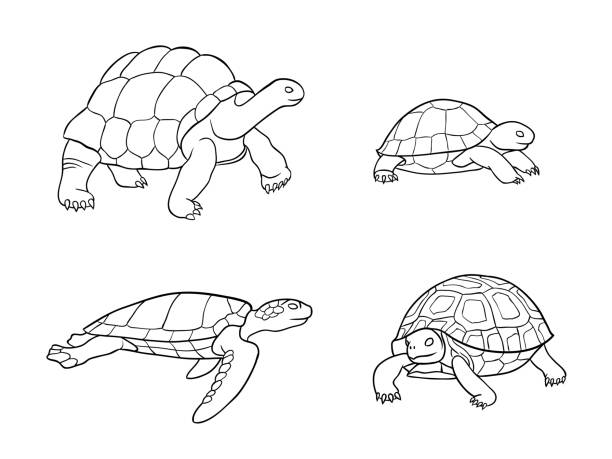 Tortoise and turtle in outlines - vector illustration vector art illustration