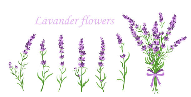 ilustrações, clipart, desenhos animados e ícones de vector a ilustração de flor de lavanda nos galhos de forma diferente sobre fundo branco. vintage conceito frança provence em estilo retro. elementos padrão para cartões românticos e invintations em estilo simples. - lilac bush nature flower bed