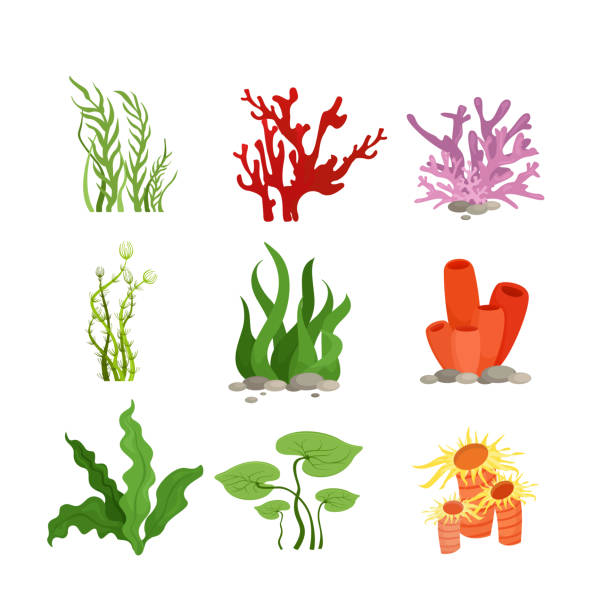 vektor-illustration set bunte wasserpflanzen und korallen isoliert auf weißem hintergrund im flachen cartoon-stil. - algae stock-grafiken, -clipart, -cartoons und -symbole